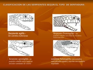 Serpiente aglifa.-
Sin colmillos inofensivas
Serpiente opistóglifa.- un
pequeño colmillo surco capaz de
inocular cantidades de veneno
Serpiente Proteroglifa.- dos
pequeños colmillos con conductos inoculares
Genero micrurus
serpiente Selenoglifa.-con colmillos
especializados agudos y moviles con conducto
inoculador
 