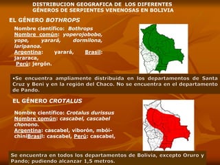 DISTRIBUCION GEOGRAFICA DE LOS DIFERENTES
GÉNEROS DE SERPIENTES VENENOSAS EN BOLIVIA
EL GÉNERO BOTHROPS
Nombre científico: Bothrops
Nombre común: yoperojobobo,
yope, yarará, dormilona,
laripanoa.
Argentina: yarará, Brasil:
jararaca,
Perú: jergón.
EL GÉNERO CROTALUS
Nombre científico: Crotalus durissus
Nombre común: cascabel, cascabel
chonono.
Argentina: cascabel, viborón, mbói-
chiniBrasil: cascabel, Perú: cascabel,
 