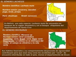 Nombre científico: Lachesis muta
Nombre común: pucarara, cascabel
puga, sicaé, jarapa.
Perú: shushupe Brasil: surucucú
Nombre científico: Micrurus sp
Nombre común: coral verdadera
Argentina: coral, Brasil: coral, Perú: coral
Descripción: La cabeza no se distingue del
cuello, el cuerpo es cilíndrico y la cola
corta
 