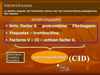 FISIOPATOLOGIA.
La piedra angular del fenómeno clínico son las características patogénicas
del veneno:
ACCIONCOAGULANTE
• Actv. Factor X protrombina Fibrinogeno
• Plaquetas – trombocitina.
• Factores V – VI – activan factor X.
hipercoagulabilidad
Bothrópico
Crotálico
laquético
 