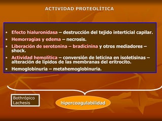 – destrucción del tejido interticial capilar.
– necrosis.
y otros mediadores –
shock.
– conversión de leticina en isoletisinas –
alteración de lípidos de las membranas del eritrocito.
• Hemoglobinuria – metahemoglobinuria.
hipercoagulabilidad
Bothrópico
Lachesis
 