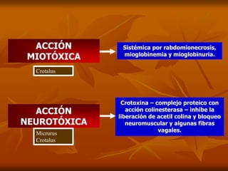 ACCIÓN
MIOTÓXICA
Sistémica por rabdomionecrosis,
mioglobinemia y mioglobinuria.
ACCIÓN
NEUROTÓXICA
Crotoxina – complejo proteico con
acción colinesterasa – inhibe la
liberación de acetil colina y bloqueo
neuromuscular y algunas fibras
vagales.
Crotalus
Micrurus
Crotalus
 