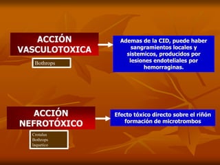 ACCIÓN
VASCULOTOXICA
Ademas de la CID, puede haber
sangramientos locales y
sistemicos, producidos por
lesiones endoteliales por
hemorraginas.
Bothrops
ACCIÓN
NEFROTÓXICO
Efecto tóxico directo sobre el riñón
formación de microtrombos
Crotalus
Bothrops
laquetico
 
