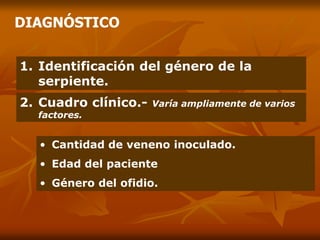 DIAGNÓSTICO
1. Identificación del género de la
serpiente.
2. Cuadro clínico.- Varía ampliamente de varios
factores.
• Cantidad de veneno inoculado.
• Edad del paciente
• Género del ofidio.
 