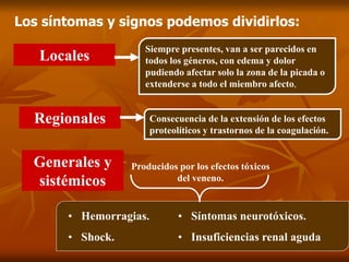 Los síntomas y signos podemos dividirlos:
Locales
Siempre presentes, van a ser parecidos en
todos los géneros, con edema y dolor
pudiendo afectar solo la zona de la picada o
extenderse a todo el miembro afecto,
Regionales Consecuencia de la extensión de los efectos
proteolíticos y trastornos de la coagulación.
Generales y
sistémicos
Producidos por los efectos tóxicos
del veneno.
• Hemorragias.
• Shock.
• Síntomas neurotóxicos.
• Insuficiencias renal aguda
 