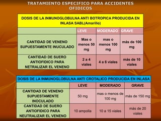 DOSIS DE LA INMUNOGLOBULNA ANTI BOTROPICA PRODUCIDA EN
INLASA SABL(Amarillo)
LEVE MODERADO GRAVE
CANTIDAD DE VENENO
SUPUESTAMENTE INUCULADO
Mas o
menos 50
mg
mas o
menos 100
mg
más de 100
mg
CANTIDAD DE SUERO
ANTIOFIDICO PARA
NETRALIZAR EL VENENO
2 a 4
viales
4 a 6 viales
más de 10
viales
DOSIS DE LA INMUNOGLOBULNA ANTI CROTALICO PRODUCIDA EN INLASA
LEVE MODERADO GRAVE
CANTIDAD DE VENENO
SUPUESTAMENTE
INOCULADO
50 mg
mas o menos de
100 mg
más de 150 mg
CANTIDAD DE SUERO
ANTIOFIDICO PARA
NEUTRALIZAR EL VENENO
10 ampolla 10 a 15 viales
más de 20
viales
 