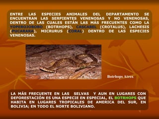 ENTRE LAS ESPECIES ANIMALES DEL DEPARTAMENTO SE
ENCUENTRAN LAS SERPIENTES VENENOSAS Y NO VENENOSAS,
DENTRO DE LAS CUALES ESTÁN LAS MÁS FRECUENTES COMO LA
YOPEROJOBOBO (BOTRHOPS), CASCABEL (CROTALUS), LACHESIS
(PUCARARA), MICRURUS (CORAL) DENTRO DE LAS ESPECIES
VENENOSAS.
LA MÁS FRECUENTE EN LAS SELVAS Y AUN EN LUGARES CON
DEFORESTACIÓN ES UNA ESPECIE EN ESPECIAL, EL BOTRHOPS QUE
HABITA EN LUGARES TROPICALES DE AMERICA DEL SUR, EN
BOLIVIA; EN TODO EL NORTE BOLIVIANO.
Botrhops Atrox
 