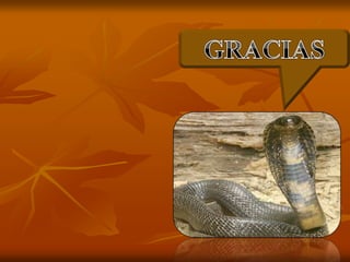 presentacion mordedura.pptx