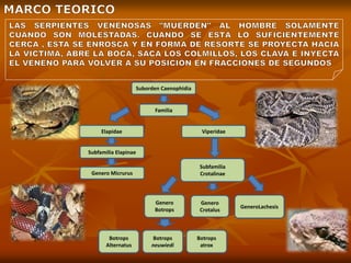 Suborden Caenophidia
Familia
Elapidae
Subfamilia Elapinae
Viperidae
Genero Micrurus
Subfamilia
Crotalinae
Genero
Crotalus
Genero
Botrops
GeneroLachesis
Botrops
Alternatus
Botrops
neuwiedi
Botrops
atrox
 