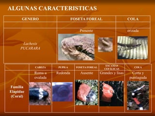 ALGUNAS CARACTERISTICAS
GENERO FOSETA FOREAL COLA
Lachesis
PUCARARA
Presente erizada
CABEZA PUPILA FOSETA FOREAL
ESCAMAS
CEFÁLICAS
COLA
Familia
Elapidae
(Coral)
Roma u
ovalada
Redonda Ausente Grandes y lisas Corta y
puntiaguda
 