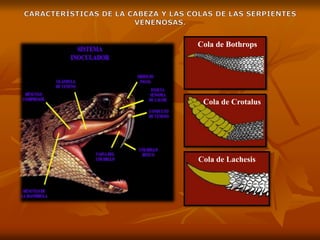 Cola de Bothrops
Cola de Crotalus
Cola de Lachesis
 