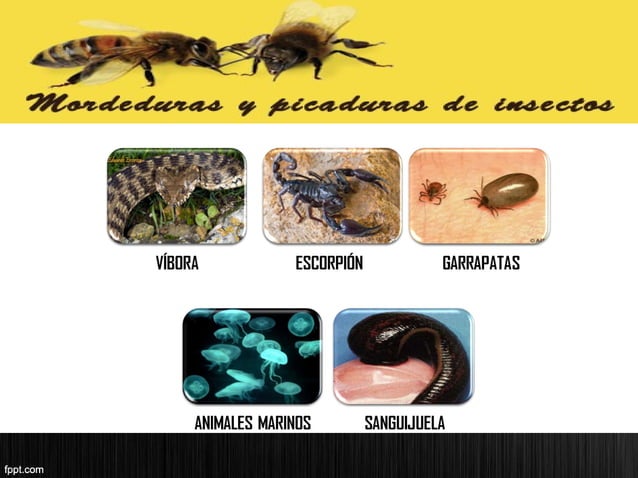 Salva vidas! Tratamiento de mordeduras y picaduras - Insectos
