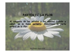 PARTES DE LA FLOR
Al conjunto de los pétalos y los sépalos (corola y
cáliz), se le llama perianto. Constituye la parte
estéril de la flor.
10Juan Manuel Álvarez Corral
 