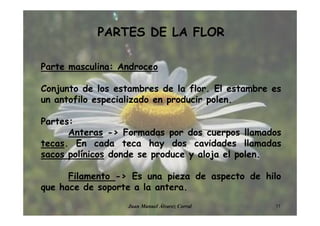 PARTES DE LA FLOR
Parte masculina: Androceo
Conjunto de los estambres de la flor. El estambre es
un antofilo especializado en producir polen.
Partes:
Anteras -> Formadas por dos cuerpos llamados
tecas. En cada teca hay dos cavidades llamadas
sacos polínicos donde se produce y aloja el polen.
Filamento -> Es una pieza de aspecto de hilo
que hace de soporte a la antera.
11Juan Manuel Álvarez Corral
 