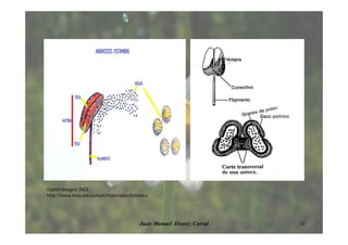 12Juan Manuel Álvarez Corral
Fuente imagen: INEA
http://www.inea.uva.es/web/materiales/botanica
 