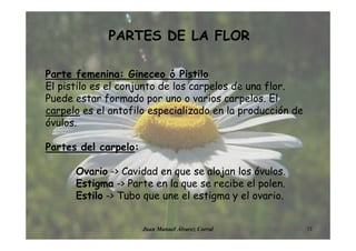 PARTES DE LA FLOR
Parte femenina: Gineceo ó Pistilo
El pistilo es el conjunto de los carpelos de una flor.
Puede estar formado por uno o varios carpelos. El
carpelo es el antofilo especializado en la producción de
óvulos.
Partes del carpelo:
Ovario -> Cavidad en que se alojan los óvulos.
Estigma -> Parte en la que se recibe el polen.
Estilo -> Tubo que une el estigma y el ovario.
13Juan Manuel Álvarez Corral
 