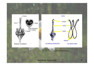 14Juan Manuel Álvarez Corral
Fuente imagen: INEA
http://www.inea.uva.es/web/materiales/botanica
 