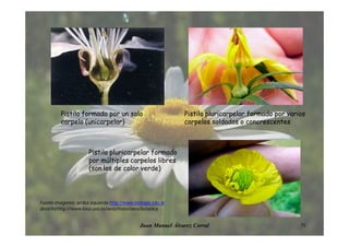15Juan Manuel Álvarez Corral
Pistilo formado por un solo
carpelo (unicarpelar)
Pistilo pluricarpelar formado por varios
carpelos soldados o concrescentes
Pistilo pluricarpelar formado
por múltiples carpelos libres
(son los de color verde)
Fuente imágenes: arriba izquierda http://www.biologia.edu.ar
derecha http://www.inea.uva.es/web/materiales/botanica
 
