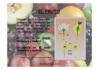 Juan Manuel Álvarez Corral 18
Después de la fecundación,
el ovario se transforma en
fruto. En su interior se
alojan las semillas que
proceden de los óvulos.
El fruto es el ovario
fecundado y maduro.
La semilla es el óvulo
fecundado y maduro.
Fuente imagen: http://www.botanica.cnba.uba.ar
EL FRUTO
 
