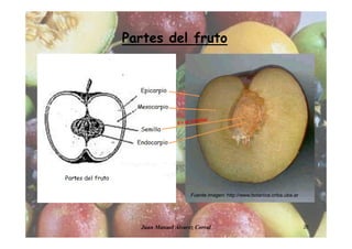 Juan Manuel Álvarez Corral 20
Partes del fruto
Fuente imagen: http://www.botanica.cnba.uba.ar
 