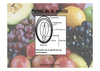 Juan Manuel Álvarez Corral 22
Partes de la semilla
Endospermo
 