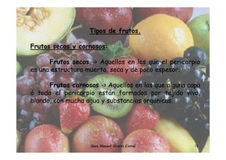 Juan Manuel Álvarez Corral 23
Tipos de frutos.
Frutos secos y carnosos:
Frutos secos -> Aquellos en los que el pericarpio
es una estructura muerta, seca y de poco espesor.
Frutos carnosos -> Aquellos en los que alguna capa
ó todo el pericarpio están formados por tejido vivo,
blando, con mucha agua y substancias orgánicas.
 