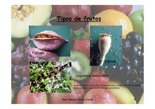 Juan Manuel Álvarez Corral 26
Tipos de frutos
Cápsula
Folículo
Legumbre dehiscente
Fuente imágenes: arriba http://www.inea.uva.es/web/materiales/botanica/
Abajo izquierda: www.montevideo.gub.uy/botanico
 