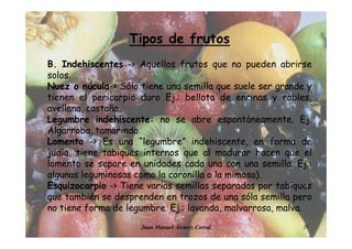 Juan Manuel Álvarez Corral 27
Tipos de frutos
B. Indehiscentes -> Aquellos frutos que no pueden abrirse
solos.
Nuez o núcula-> Sólo tiene una semilla que suele ser grande y
tienen el pericarpio duro Ej.: bellota de encinas y robles,
avellana, castaña.
Legumbre indehiscente: no se abre espontáneamente. Ej.
Algarroba, tamarindo
Lomento -> Es una “legumbre” indehiscente, en forma de
judía, tiene tabiques internos que al madurar hacen que el
lomento se separe en unidades cada una con una semilla. Ej.:
algunas leguminosas como la coronilla o la mimosa).
Esquizocarpio -> Tiene varias semillas separadas por tabiques
que también se desprenden en trozos de una sóla semilla pero
no tiene forma de legumbre. Ej.: lavanda, malvarrosa, malva.
 