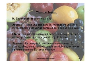 Juan Manuel Álvarez Corral 28
Tipos de frutos.
B. Indehiscentes (continuación)
Aquenio -> Tiene una sola semilla. Procede de un ovario
monocarpelar ó de varias carpelos pero con un sólo óvulo.
Eterio -> Es un poliaquenio, es decir, varios aquenios en
un receptáculo carnoso y grande. Ej.: la fresa.
Sámara -> Es un aquenio con un ala membranosa .Ej.:
fresno, olmo, arce, también puede ser doble y, entonces,
se llama disámara Ej.: arce negundo.
 