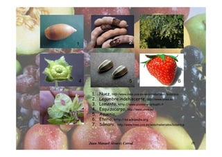 Juan Manuel Álvarez Corral 29
1. Nuez, http://www.inea.uva.es/web/materiales/botanica
2. Legumbre indehiscente, http://www.unex.es
3. Lomento, http://www.piante-e-arbusti.it
4. Esquizocarpo, http://www.unex.es
5. Aquenio,
6. Eterio, http://es.wikipedia.org.
7. Sámara, http://www.inea.uva.es/web/materiales/botanica
1 2 3
4 5 6
7
 