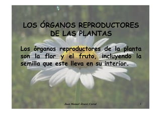 LOS ÓRGANOS REPRODUCTORES
DE LAS PLANTAS
Los órganos reproductores de la planta
son la flor y el fruto, incluyendo la
semilla que este lleva en su interior.
3Juan Manuel Álvarez Corral
 