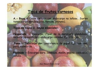 Juan Manuel Álvarez Corral 30
Tipos de frutos carnosos
A.- Baya -> Fruto carnoso con endocarpo no leñoso.. Suelen
tener varias semillas (uva, tomate, plátano).
Tipos de bayas ó bayas especiales:
Hesperidio -> Exocarpo, (“piel de la naranja”) glanduloso,
mesocarpo corchoso y endocarpo carnoso. Ej.: Cítricos.
Pomo -> Endocarpo con consistencia de papel. Ej.: manzana,
pera, membrillo.
Pepónide -> Exocarpo duro, calabaza, melón, pepino, calabacín,
sandía.
 