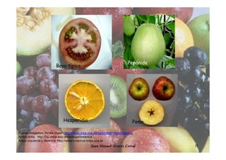 Juan Manuel Álvarez Corral 31
Baya típica
Pepónide
PomoHesperidio
Fuente imágenes: Arriba izqda http://www.inea.uva.es/web/materiales/botanica,
Arriba dcha http://fai.unne.edu.ar/biologia/botanica
Abajo izquierda y derecha: http://www.botanica.cnba.uba.ar
 