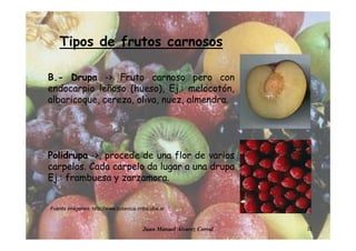 Juan Manuel Álvarez Corral 32
Tipos de frutos carnosos
B.- Drupa -> Fruto carnoso pero con
endocarpio leñoso (hueso), Ej.: melocotón,
albaricoque, cereza, oliva, nuez, almendra.
Polidrupa ->, procede de una flor de varios
carpelos. Cada carpelo da lugar a una drupa
Ej.: frambuesa y zarzamora.
Fuente imágenes: http://www.botanica.cnba.uba.ar
 