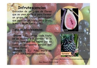 Juan Manuel Álvarez Corral 33
Infrutescencias
Proceden de un grupo de flores
que se unen entre sí para formar
un grupo de frutos individuales
que parecen un fruto único (higo,
la mora de un moral, piña).
Tipos de infrutescencias:
•Sicono -> Ej.: Higo, cada fruto
es un aquenio y lo carnoso es la
estructura que los reúne (no es
como el poliaquenio porque son
varias flores).
•Sorosis -> Ej.: Piña, mora de
moral, son también aquenios.
Sicono
Sorosis
Fuente imagen: http://www.botanica.cnba.uba.ar
Fuente imagen: http://www.inea.uva.es/web/materiales/botanica
 