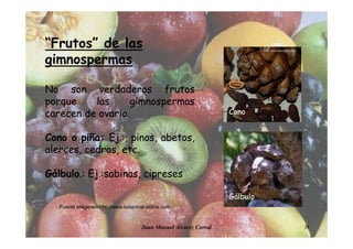 Juan Manuel Álvarez Corral 34
“Frutos” de las
gimnospermas
No son verdaderos frutos
porque las gimnospermas
carecen de ovario.
Cono o piña: Ej.:, pinos, abetos,
alerces, cedros, etc.
Gálbulo.: Ej.:sabinas, cipreses
Fuente imágenes http://www.botanical-online.com
Gálbulo
Cono
 