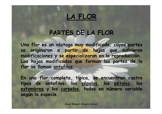 LA FLOR
PARTES DE LA FLOR
Una flor es un vástago muy modificado, cuyas partes
se originaron a partir de hojas que sufrieron
modificaciones y se especializaron en la reproducción.
Las hojas modificadas que forman las partes de la
flor se llaman antofilos.
En una flor completa, típica, se encuentran cuatro
tipos de antofilos: los sépalos, los pétalos, los
estambres y los carpelos, todos en número variable
según la especie.
4Juan Manuel Álvarez Corral
 