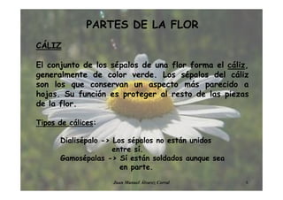 PARTES DE LA FLOR
CÁLIZ
El conjunto de los sépalos de una flor forma el cáliz,
generalmente de color verde. Los sépalos del cáliz
son los que conservan un aspecto más parecido a
hojas. Su función es proteger al resto de las piezas
de la flor.
Tipos de cálices:
Dialisépalo -> Los sépalos no están unidos
entre sí.
Gamosépalas -> Sí están soldados aunque sea
en parte.
6Juan Manuel Álvarez Corral
 