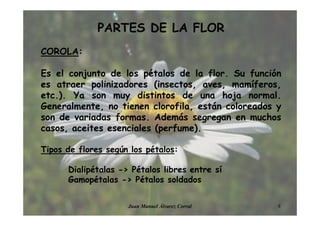 PARTES DE LA FLOR
COROLA:
Es el conjunto de los pétalos de la flor. Su función
es atraer polinizadores (insectos, aves, mamíferos,
etc.). Ya son muy distintos de una hoja normal.
Generalmente, no tienen clorofila, están coloreados y
son de variadas formas. Además segregan en muchos
casos, aceites esenciales (perfume).
Tipos de flores según los pétalos:
Dialipétalas -> Pétalos libres entre sí
Gamopétalas -> Pétalos soldados
8Juan Manuel Álvarez Corral
 