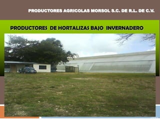 PRODUCTORES AGRICOLAS MORSOL S.C. DE R.L. DE C.V.  PRODUCTORES  DE HORTALIZAS BAJO  INVERNADERO s3jDESIGN 