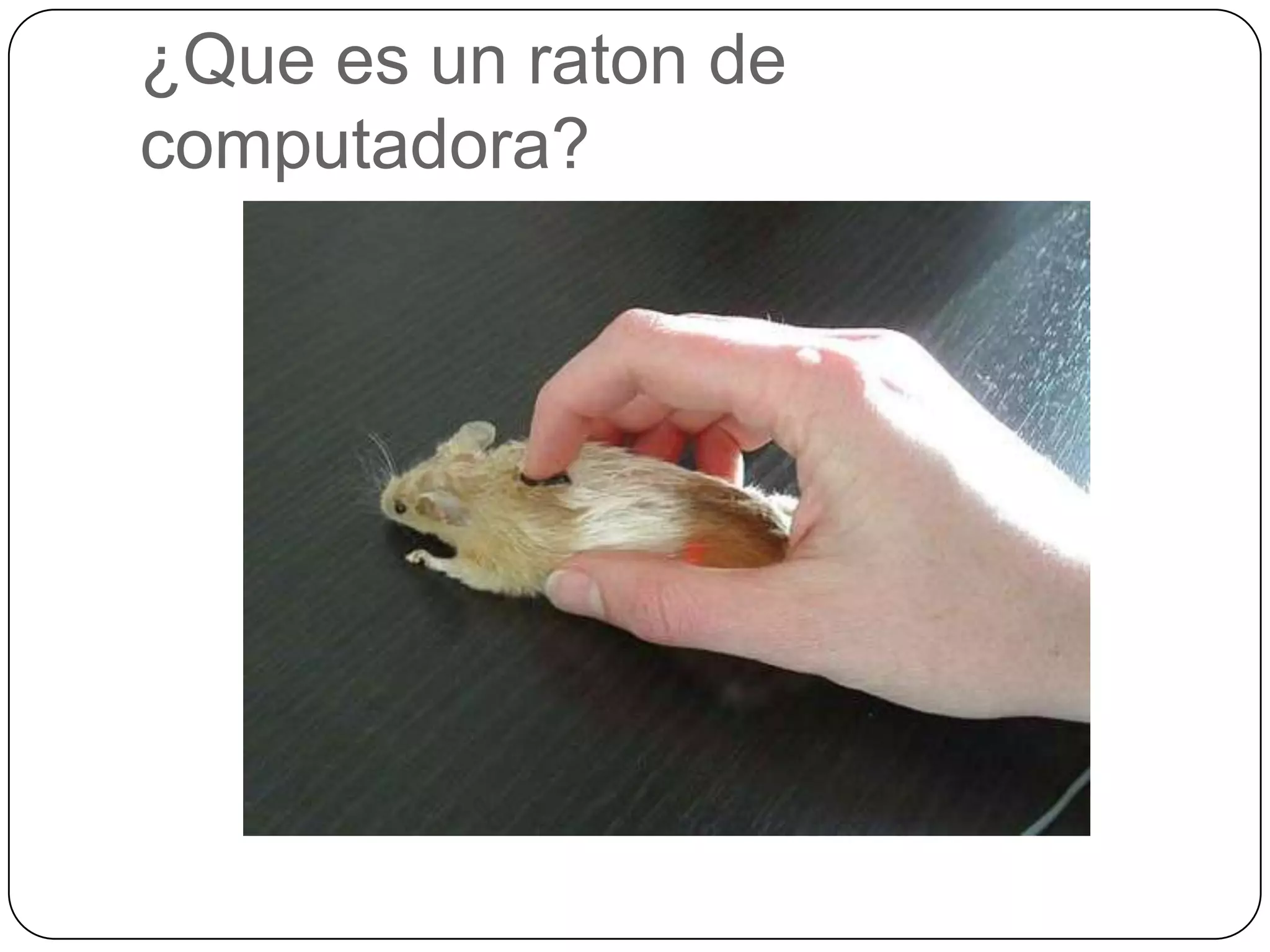 ¿Quees un raton de computadora?
