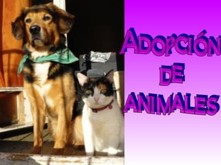 Adopción  de  animales  