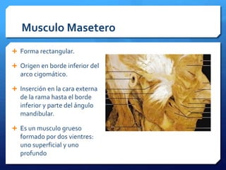 Musculo Masetero 
 Forma rectangular. 
 Origen en borde inferior del 
arco cigomático. 
 Inserción en la cara externa 
de la rama hasta el borde 
inferior y parte del ángulo 
mandibular. 
 Es un musculo grueso 
formado por dos vientres: 
uno superficial y uno 
profundo 
 