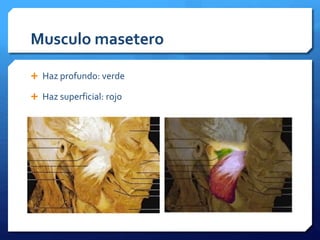 Musculo masetero 
 Haz profundo: verde 
 Haz superficial: rojo 
 