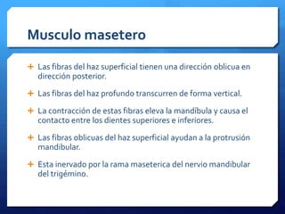Musculo masetero 
 Las fibras del haz superficial tienen una dirección oblicua en 
dirección posterior. 
 Las fibras del haz profundo transcurren de forma vertical. 
 La contracción de estas fibras eleva la mandíbula y causa el 
contacto entre los dientes superiores e inferiores. 
 Las fibras oblicuas del haz superficial ayudan a la protrusión 
mandibular. 
 Esta inervado por la rama maseterica del nervio mandibular 
del trigémino. 
 
