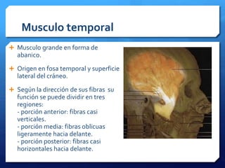Musculo temporal 
 Musculo grande en forma de 
abanico. 
 Origen en fosa temporal y superficie 
lateral del cráneo. 
 Según la dirección de sus fibras su 
función se puede dividir en tres 
regiones: 
- porción anterior: fibras casi 
verticales. 
- porción media: fibras oblicuas 
ligeramente hacia delante. 
- porción posterior: fibras casi 
horizontales hacia delante. 
 