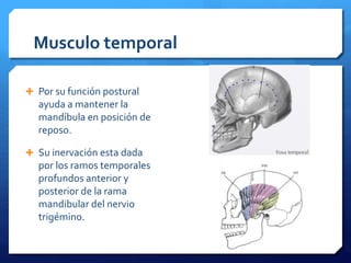 Musculo temporal 
 Por su función postural 
ayuda a mantener la 
mandíbula en posición de 
reposo. 
 Su inervación esta dada 
por los ramos temporales 
profundos anterior y 
posterior de la rama 
mandibular del nervio 
trigémino. 
 