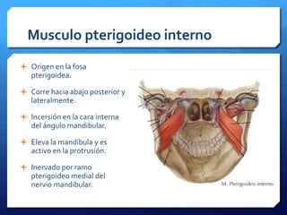 Musculo pterigoideo interno 
 Origen en la fosa 
pterigoidea. 
 Corre hacia abajo posterior y 
lateralmente. 
 Incersión en la cara interna 
del ángulo mandibular. 
 Eleva la mandíbula y es 
activo en la protrusión. 
 Inervado por ramo 
pterigoideo medial del 
nervio mandibular. 
 