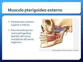 Musculo pterigoideo externo 
 Presenta dos vientres: 
superior e inferior. 
 Esta inervado por los 
ramos pterigoideos 
laterales del nervio 
mandibular del nervio 
trigémino. 
 