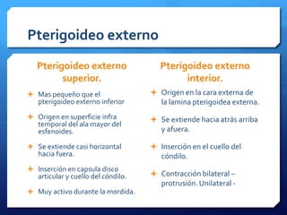 Pterigoideo externo 
Pterigoideo externo 
superior. 
 Mas pequeño que el 
pterigoideo externo inferior 
 Origen en superficie infra 
temporal del ala mayor del 
esfenoides. 
 Se extiende casi horizontal 
hacia fuera. 
 Inserción en capsula disco 
articular y cuello del cóndilo. 
 Muy activo durante la mordida. 
Pterigoideo externo 
interior. 
 Origen en la cara externa de 
la lamina pterigoidea externa. 
 Se extiende hacia atrás arriba 
y afuera. 
 Inserción en el cuello del 
cóndilo. 
 Contracción bilateral – 
protrusión. Unilateral - 
 